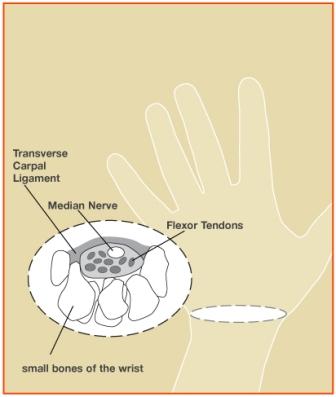 Diagram of Carpal Tunnel