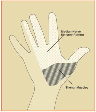 Aspects of the median nerve function