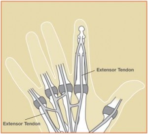 Diagram of Extensor Tendons on hand