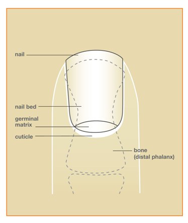 Nail Bed Anatomy