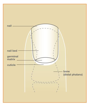 Anatomy of the Toenail