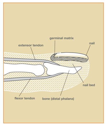 Lateral view of anatomy of nail bed