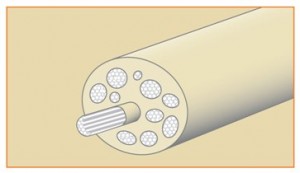 Nerve image with bundles of nerve fibers