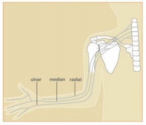 Image showing interconnections of nerves