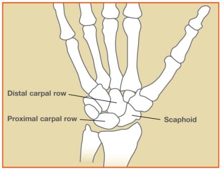 Diagram showing the scaphoid bone
