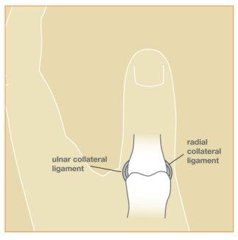 The ulnar collateral ligament and radial collateral ligament
