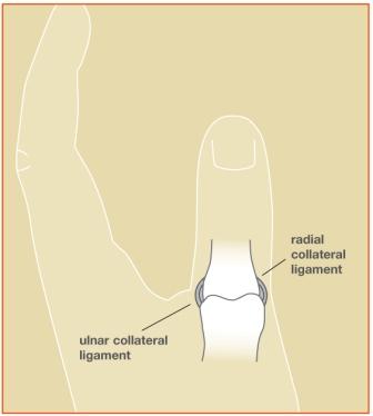 Diagram of thumb