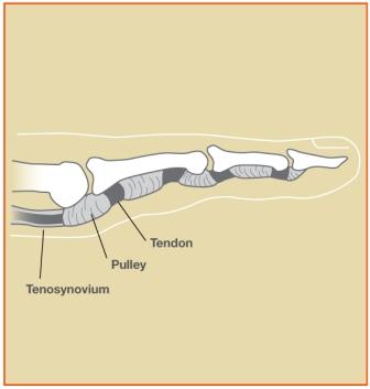 Anatomy of a finger