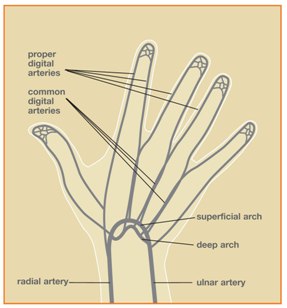 Vascular Image